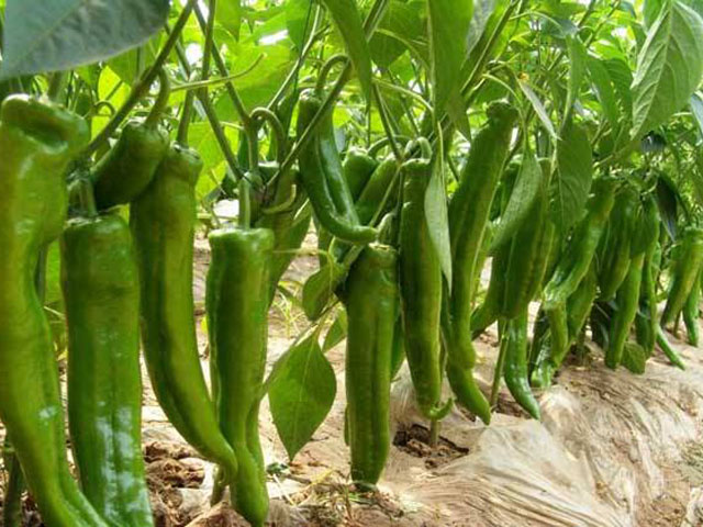 辣椒种植使用效果