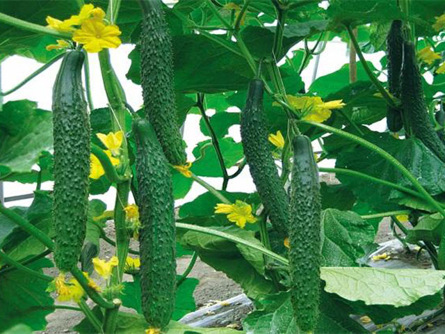 黄瓜种植使用效果