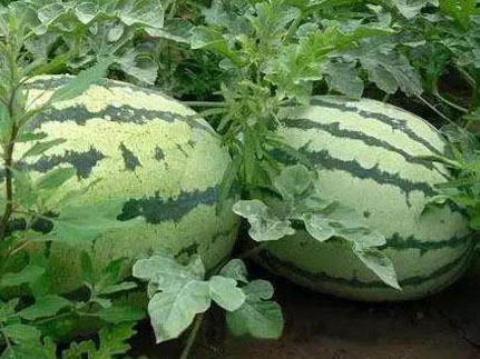 西瓜种植使用效果